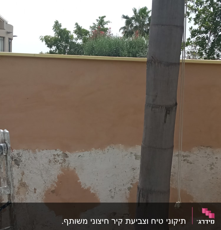 קיר צבוע חלקית עם סולם ועץ דקל